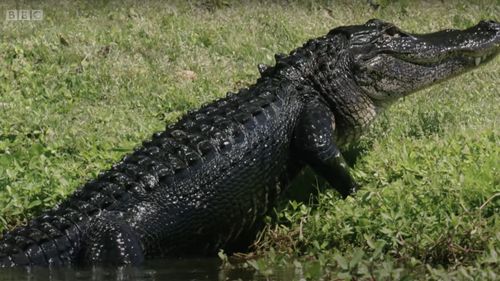 Un bărbat din Florida care a răspuns la o bătaie la uşă a fost muşcat de un aligator