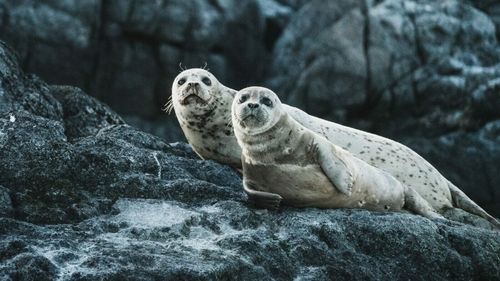 Aproximativ 2.500 de foci au fost găsite moarte pe coasta rusă a Mării Caspice. Cauza: „Factori naturali” / Focile caspice se află pe lista animalelor pe cale de dispariție încă din 2008