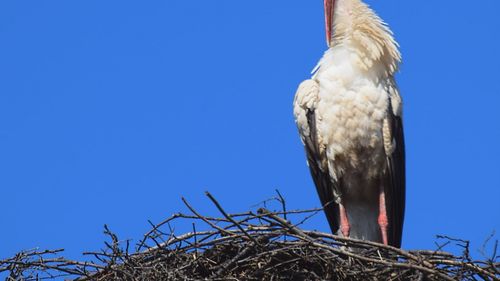 Efectul incendiilor devastatoare: dezorientate de foc, berzele mor în timp ce traversează Grecia