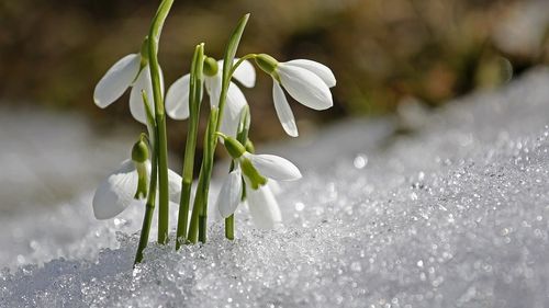 Record de temperatură, iarnă fără zăpadă şi ghiocei înfloriţi la Moscova. Precedentul record era din 1886