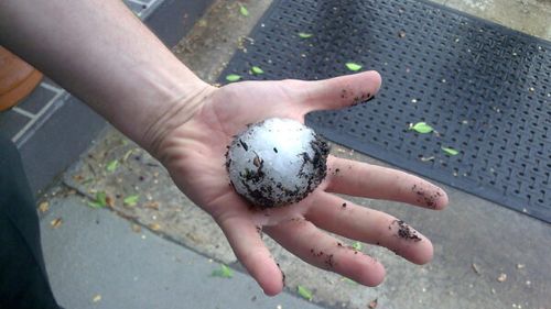 Grindina devine tot mai mare, de la an la an. Cercetătorii americani încearcă să afle ce o face atât de periculoasă