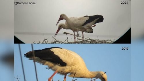 Cea mai bătrână barză inelată din România revine în fiecare an într-un cuib din Bihor / Are 21 de ani