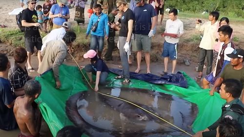 VIDEO Cel mai mare pește de apă dulce din lume a fost prins în fluviul Mekong