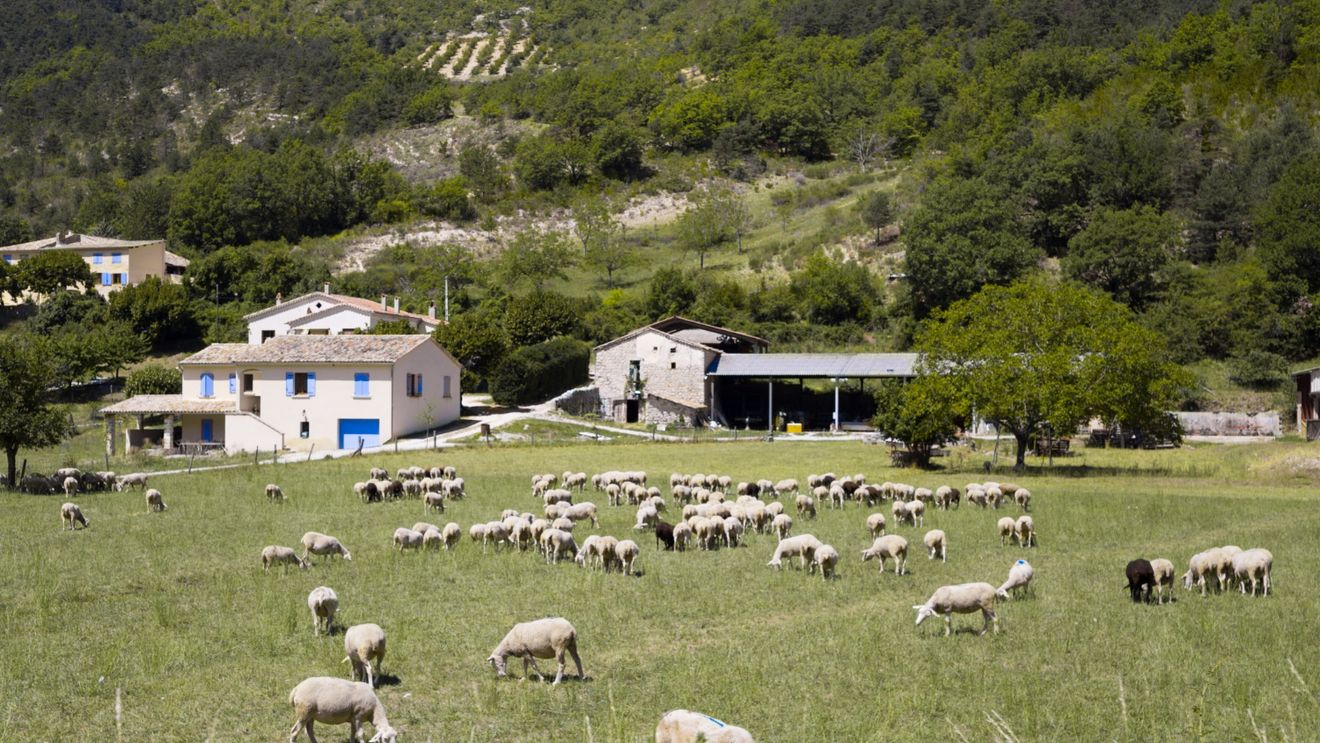Acordul UE-Australia pune fermierii pe jar / Deși nu pe deplin justificate, sunt câteva temeri / Alina Crețu, președinte Forumul APPR: „Australienii sunt cei mai mari exportatori de carne de vită și carne de oaie”