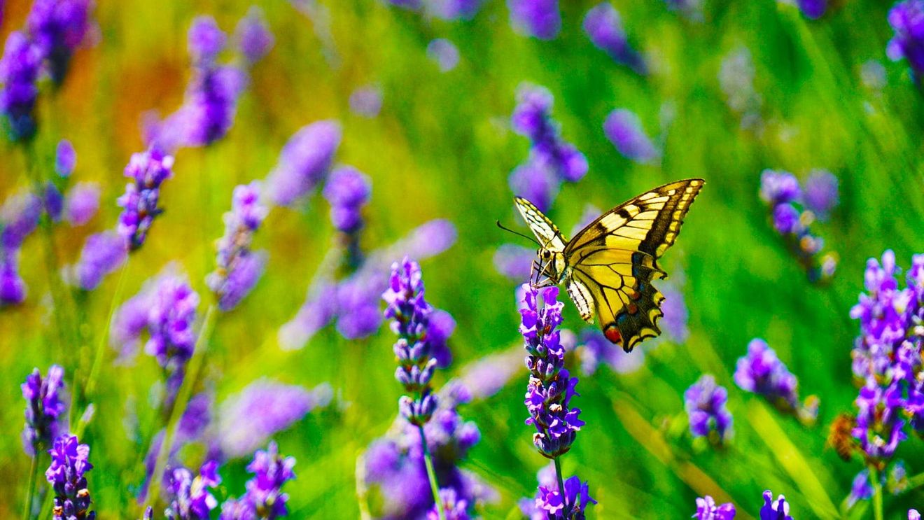 Efectul finanțărilor europene asupra fluturilor din Coasta Lunii