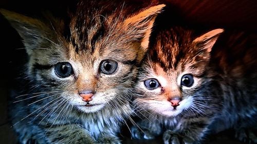 Cipru: pe "insula pisicilor", o boală decimează populația felină