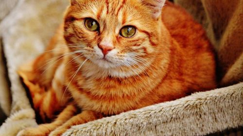 Pisicile pot trăi chiar și 30 de ani. Un om de știință japonez a creat un tratament care prelungește viața felinelor