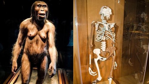 Lucy abia putea alerga - ce spune asta despre strămoșii noștri de acum trei milioane de ani?