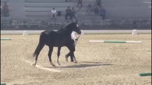 VIDEO: Un armăsar lipițan din Brașov, campion în Slovenia la Campionatul Internațional pentru rasa Lipițană, la categoria armăsari 4-6 ani