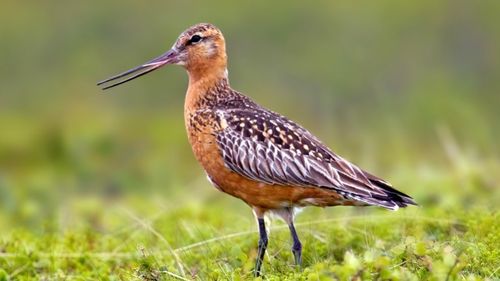 VIDEO O pasăre kuaka din Noua Zeelandă a doborât recordul pentru cel mai lung zbor fără întrerupere: 12.000 km in 9 zile