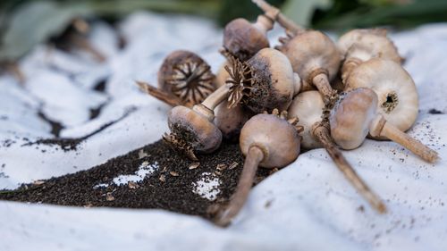 Culturile de opiu continuă să scadă puternic în Afganistan