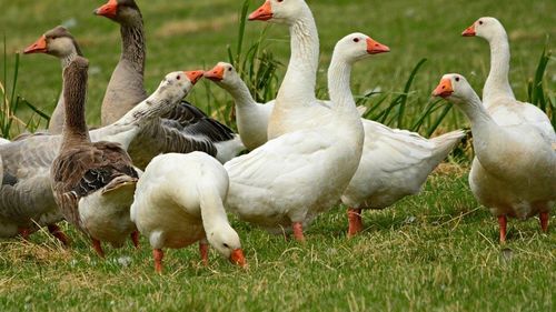 Ungaria: Nou focar de gripă aviară H5N1 la o fermă de gâşte din judeţul Bekes, aproape de graniţa cu România