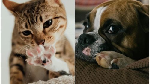 De ce ghearele pisicii se retrag, pe când cele ale câinilor nu: Explicațiile simple pentru această diferență (VIDEO)