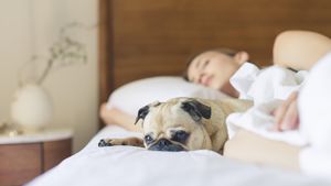 Este bine sau nu să dormi cu animalul de companie în pat? Ce spun specialiștii