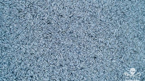 FOTO&VIDEO Imagini dure filmate în Oceanul Atlantic: „Vă uitați la 100.000 de pești morți” / O organizație ecologistă acuză al doilea cel mai mare vas de pescuit din lume că a aruncat intenționat „capturi marginale”