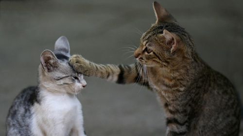 Când s-au îndrăgostit pisicile sălbatice de cele domestice: povestea hibridizării a început în anii ’60 și amenință acum existența unei specii întregi