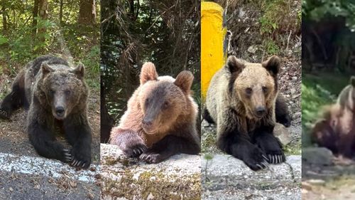 O familie din Sibiu a întâlnit opt urși pe Transfăgărășan în doar câțiva kilometri / „Unii sunt foarte mari” / Turiștii străini plătesc până la 180 de euro agențiilor pentru excursii ca să-i vadă