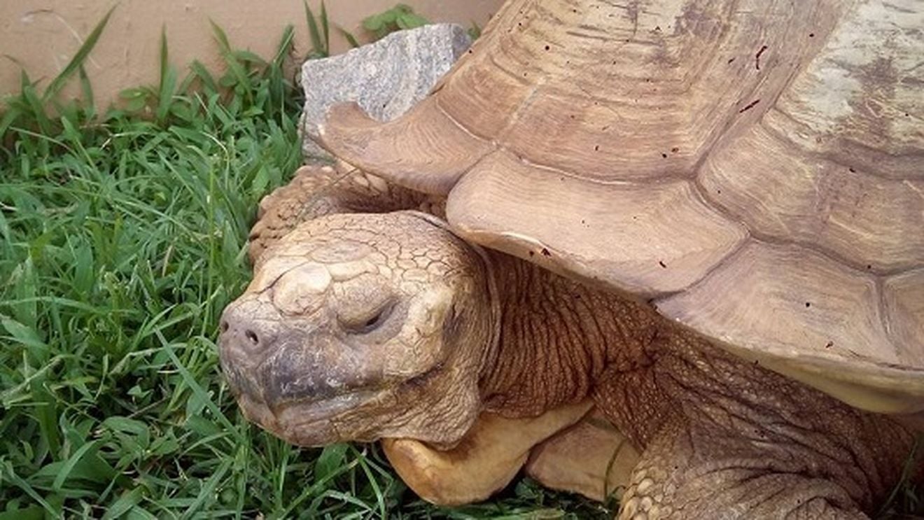 A murit cea mai bătrână broască ţestoasă din Africa, la vârsta de 344 de ani