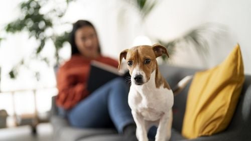 Viața cu animale de companie la bloc. Ce îți interzice legea și cum sunt protejate drepturile vecinilor în 2025