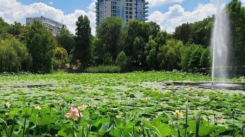 Nicușor Dan anunță demararea unui proiect pentru salvarea lacului din Parcul Circului