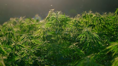 Inspectorii DSVSA Buzău caută THC și opium în semințele de cânepă şi mac produse în județ / ”ANSVSA se alătură luptei împotriva drogurilor”