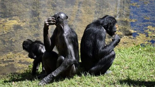 Un studiu controversat asupra maimuțelor separate de puii nou-născuți relansează dezbaterea privind testele științifice pe animale