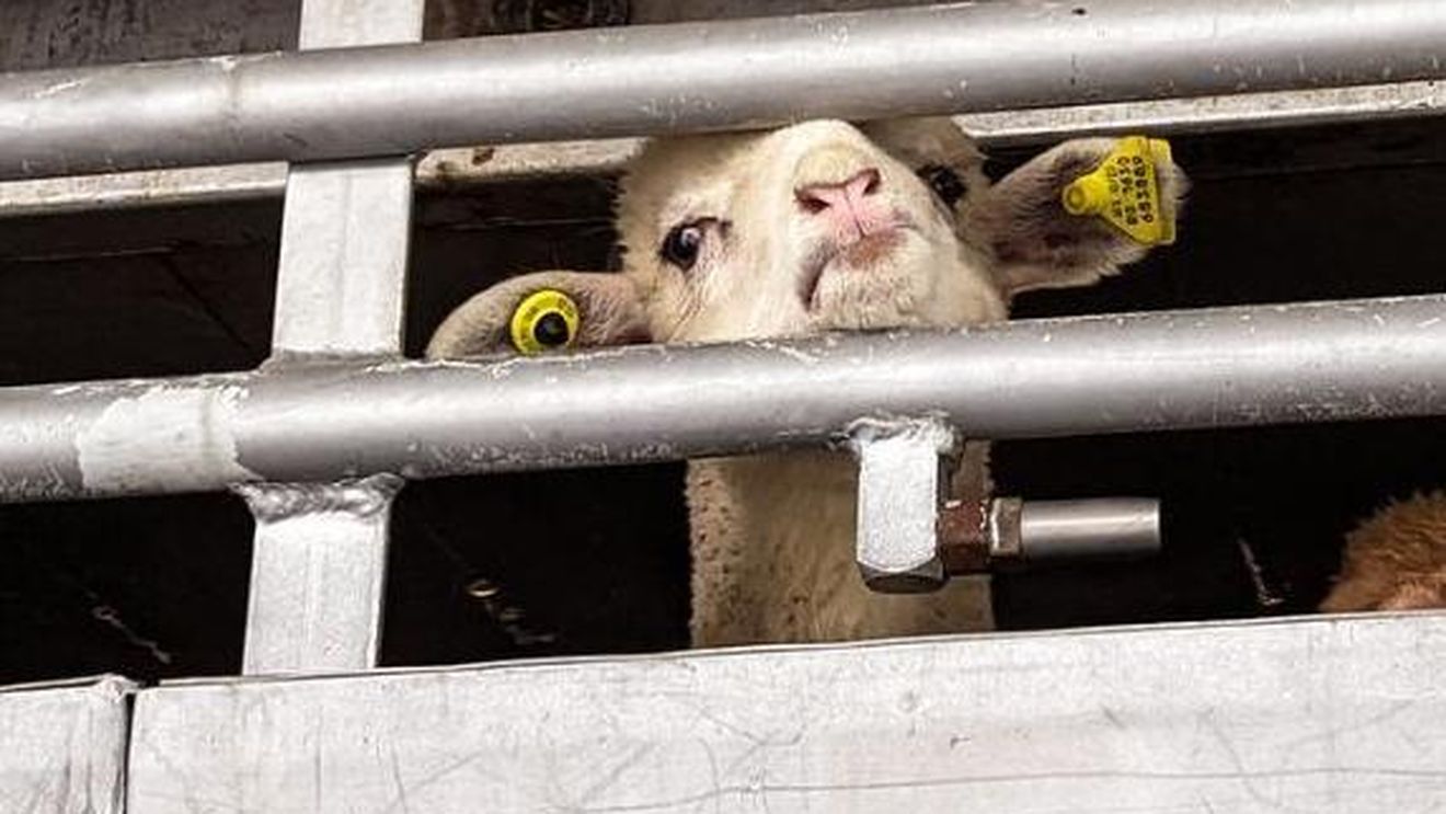 Crescătorii greci de animale acuză că sunt aduși miei din România, pentru a fi vânduți ca și cum ar fi grecești