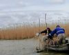 Cantităţile de peşte capturate în Razim-Sinoe s-au redus de zece ori în ultimii şapte ani / ”Pescuitul a început, dar peşte nu este, din cauza căldurii şi a colmatării”