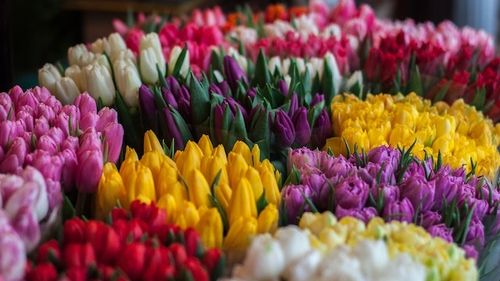 Directorul spitalului din Rădăuți, directorul medical și alți patru angajați, reținuți de DNA. Ei sunt acuzați că au luat mită bani, flori și ITP ca să trucheze concursurile de angajare