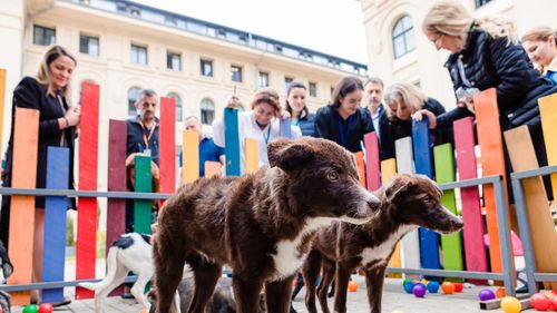 „Ziua Cățeilor la Birou”, în curtea Primăriei Capitalei / Un nou târg de adopții de animale se va desfășura și sâmbătă, în Parcul Herăstrău