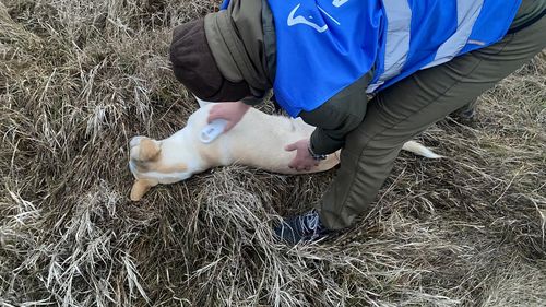 Verificări în Bucureşti, după ce un câine a fost găsit cu o rană produsă prin sfâşiere, în stare gravă, cu infecţie în organism şi afectare hepatică / Animalul este microcipat, dar nu este înregistrat, idetificarea proprietarului fiind dificilă - FOTO