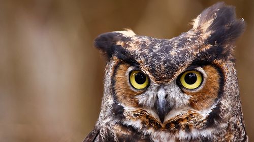 Tehnologia AI folosește sunetul pentru a număra puii de bufniță