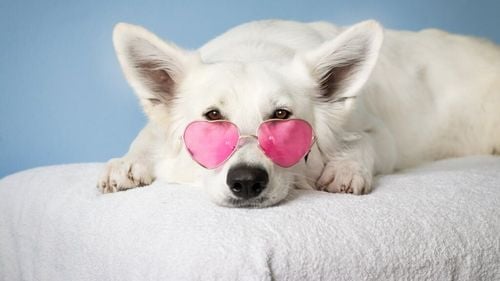 Câinii primesc o nouă șansă la longevitate. Prima pilulă anti-îmbătrânire pentru patrupedele de talie mare, aproape de aprobare