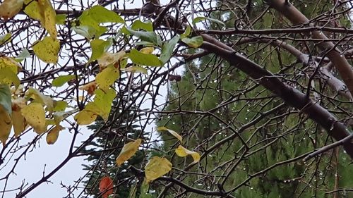 METEO: Temperaturi peste normalul perioadei şi precipitaţii excedentare în majoritatea regiunilor, până la sfârșitul lunii ianuarie