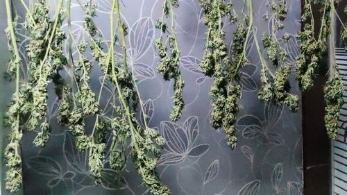 Percheziții DIICOT la elevi din Botoșani care vindeau hașiș