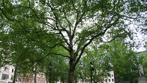 Românul suspectat în cazul înjunghierii din Leicester Square din Londra, acuzat de tentativă de omor / Procurorii anunţă că atacul a avut loc ”la întâmplare”