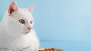5 idei de rețete delicioase pentru pisici. Sunt aprobate de medicul veterinar, ușoare și sănătoase