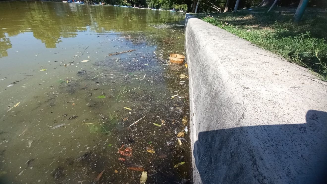 Amendă de 20.000 de lei pentru spaţiile verzi neîntreţinute din Parcul Cișmigiu / Protecţia Consumatorului, amendă de 20.000 de lei