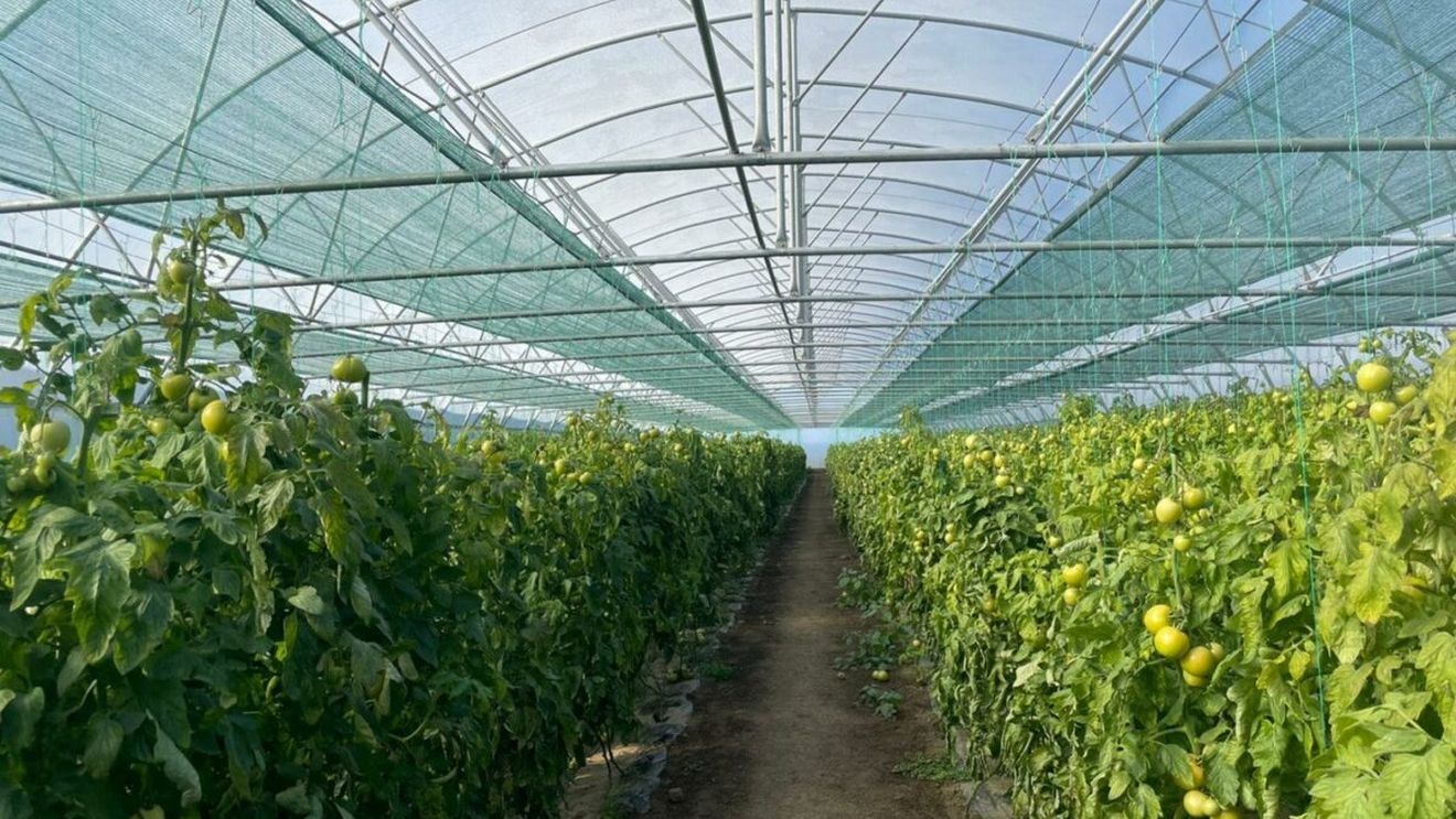 Ajutor de 37,6 milioane euro de la Comisia Europeană pentru producătorii de tomate și usturoi din România