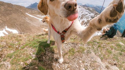 Prietenia dintre câini și oameni datează de 14.000 de ani. Oamenii de știință dezvăluie cum a început această legătură unică