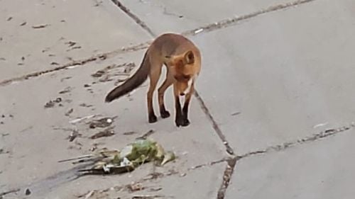 O vulpe își face veacul pe Lacul Morii din Capitală / Animalul a fost filmat în timp ce voia să scoată din apă o rață moartă / Medic veterinar: „A făcut un serviciu comunității, cadavrele pot contamina apa. Nu trebuie să ni se facă frică, dar nici să ne apropiem”