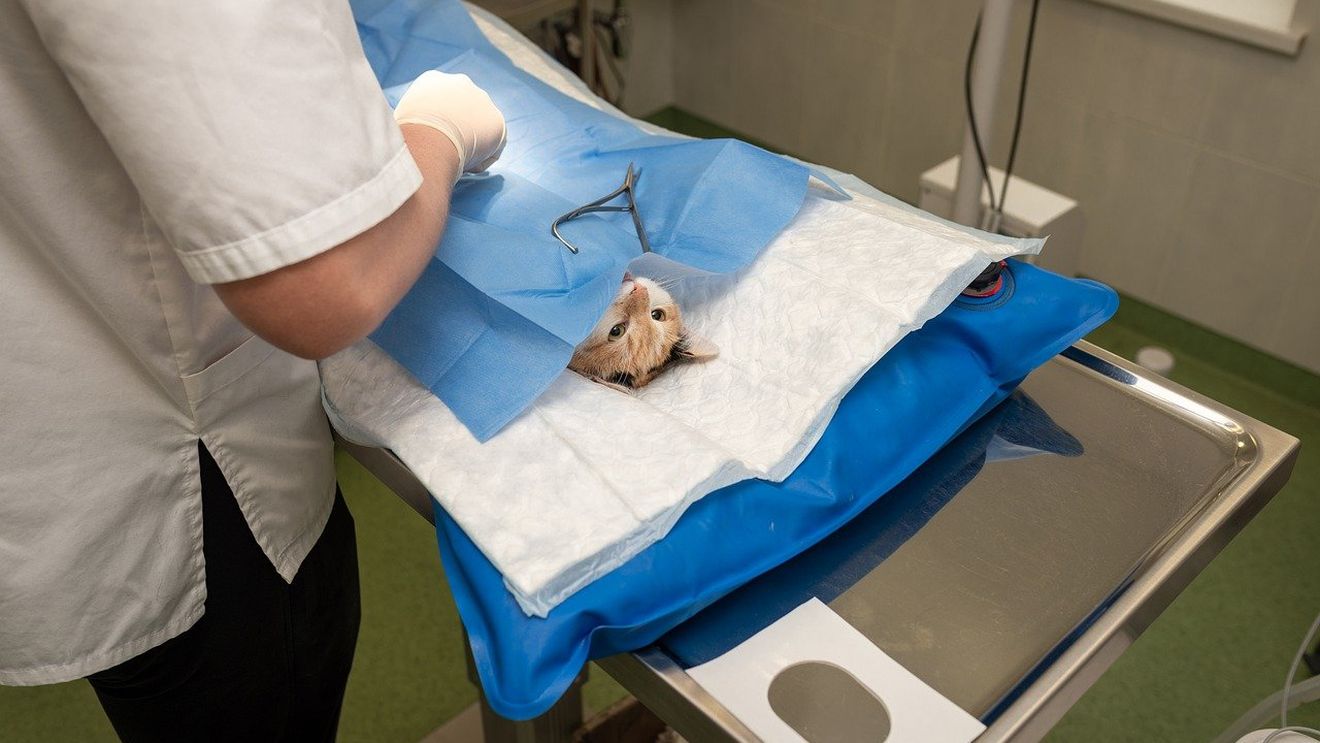 Autoritatea sanitară din Franța vrea ca dentiştii şi veterinarii să primească permisiunea de a administra vaccinuri împotriva COVID-19