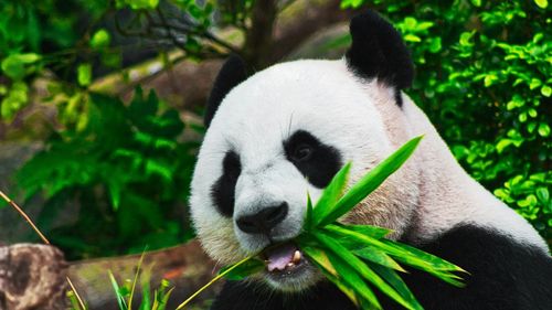 Adio, Huan Huan și Yuan Zi: urșii panda de la Beauval se întorc acasă, în China