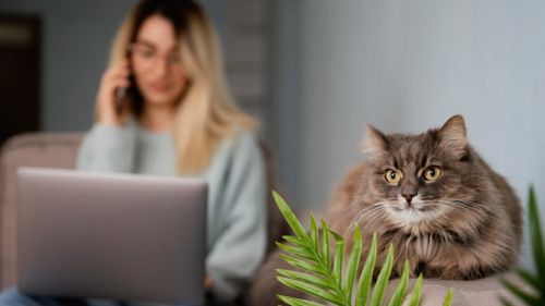 Pisici la birou: De ce prezența unei feline îți poate face ziua mai bună