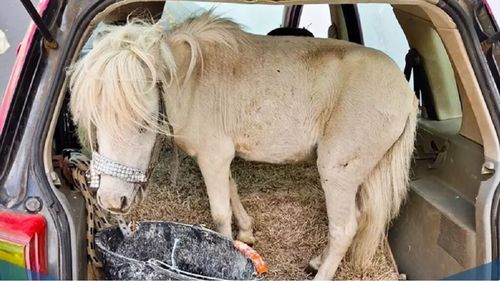 Șoferiță prinsă cu un ponei de 150 kg în portbagajul mașinii roz. Cum a reacționat poliția