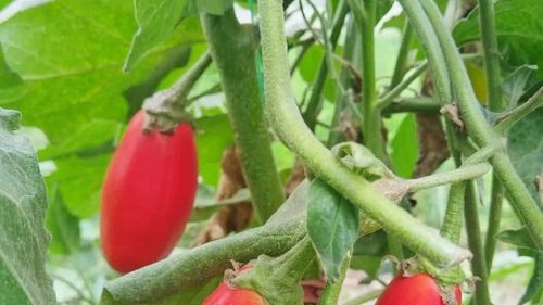 La Cluj se cultivă vinete roșii, un proiect al Stațiunii de Cercetare Horticolă / Legumele se pot cumpăra de la magazinul Universității de Științe Agricole și Medicină Veterinară