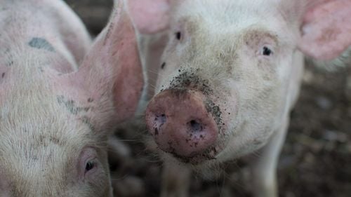 Două tiruri încărcate cu porci s-au răsturnat pe Valea Oltului și Autostrada Soarelui, luni dimineață