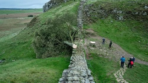 Un sexagenar arestat în Marea Britanie după doborârea unui copac legendar: un arţar cu o vechime de cel puţin două secole crescut într-un peisaj spectaculos lângă Zidul lui Hadrian