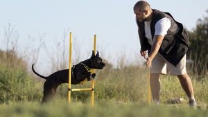 Animale de companie antrenate să fie soldați de pază. Câinii sunt tot mai căutați de bogații lumii să-i apere de bandele de hoți