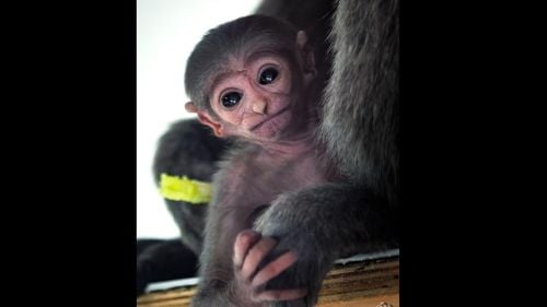 Un gibon argintiu, o specie ameninţată cu dispariţia, s-a născut într-un parc natural de pe Insula Man